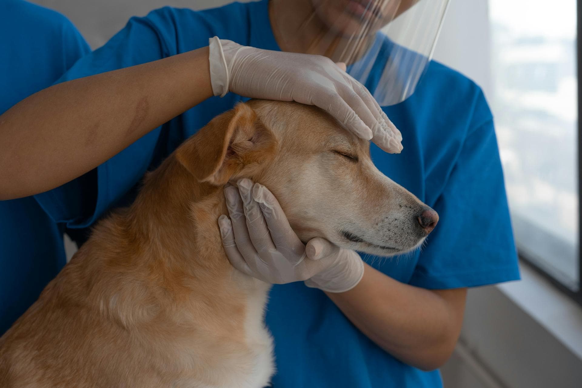 Specialist Vets in Ithaca